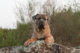 CANE CORSO 159